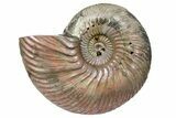 One Side Polished, Pyritized Fossil, Ammonite - Russia #174976-1